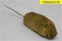 藏品(鬼鼠)的圖片